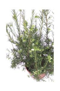 Grevillea Gracilis Alba v18 egarden.store online