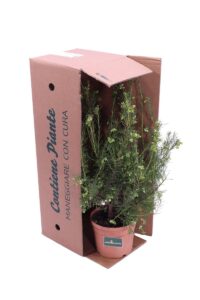 Grevillea Gracilis Alba v18 egarden.store online