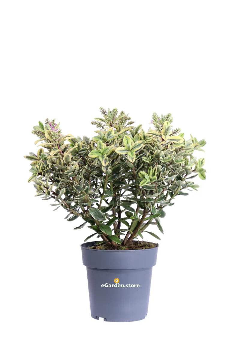 Hebe Tricolor v15 egarden.store online