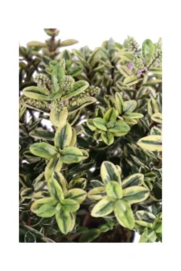 Hebe Tricolor v15 egarden.store online