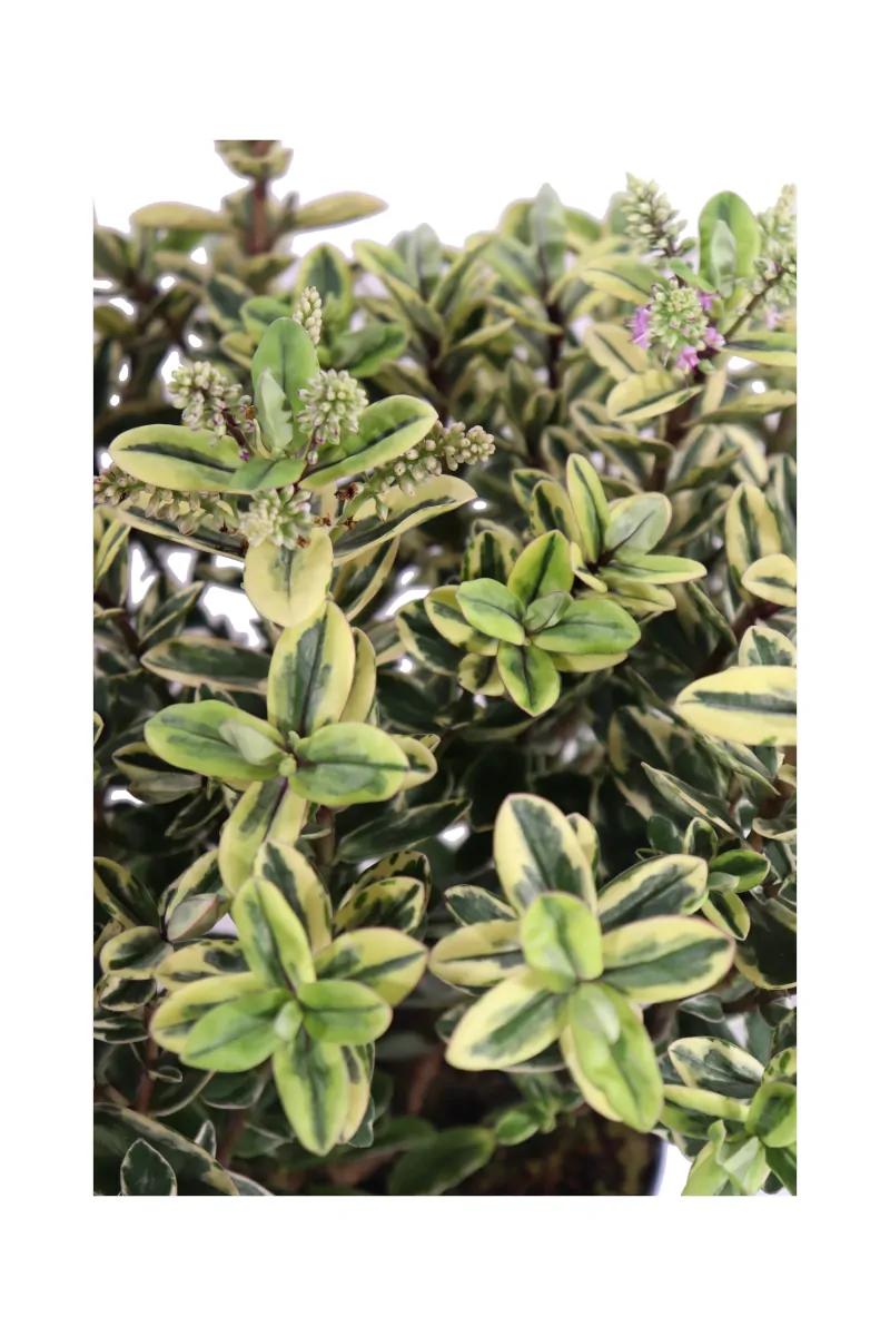 Hebe Tricolor v15 egarden.store online