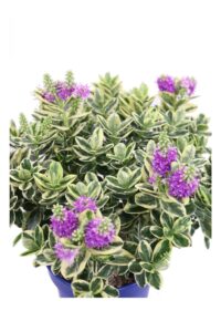 Hebe X Andersonii Variegata v17 egarden.store online