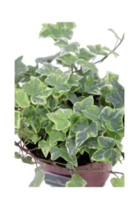 Hedera Helix Variegata v13 egarden.store online