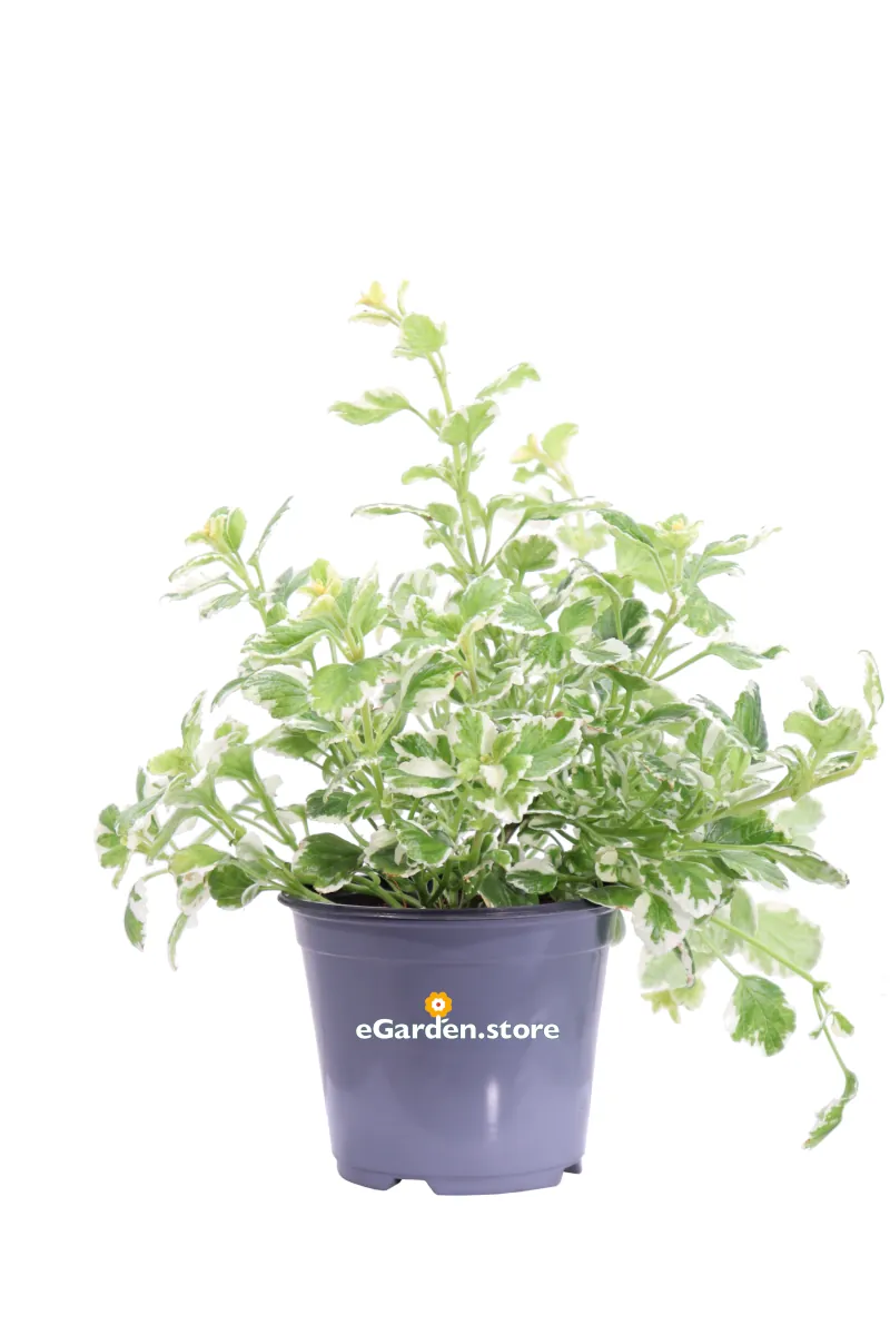 Incenso - Plectranthus Coleidos v14 egarden.store online