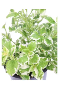 Incenso - Plectranthus Coleidos v14 egarden.store 2 Incenso - Plectranthus Coleidos v14 egarden.store online