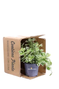 Incenso - Plectranthus Coleidos v14 egarden.store 3 Incenso - Plectranthus Coleidos