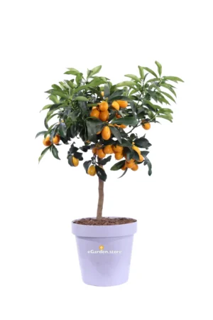 Kumquat Nano v20 egarden.store online