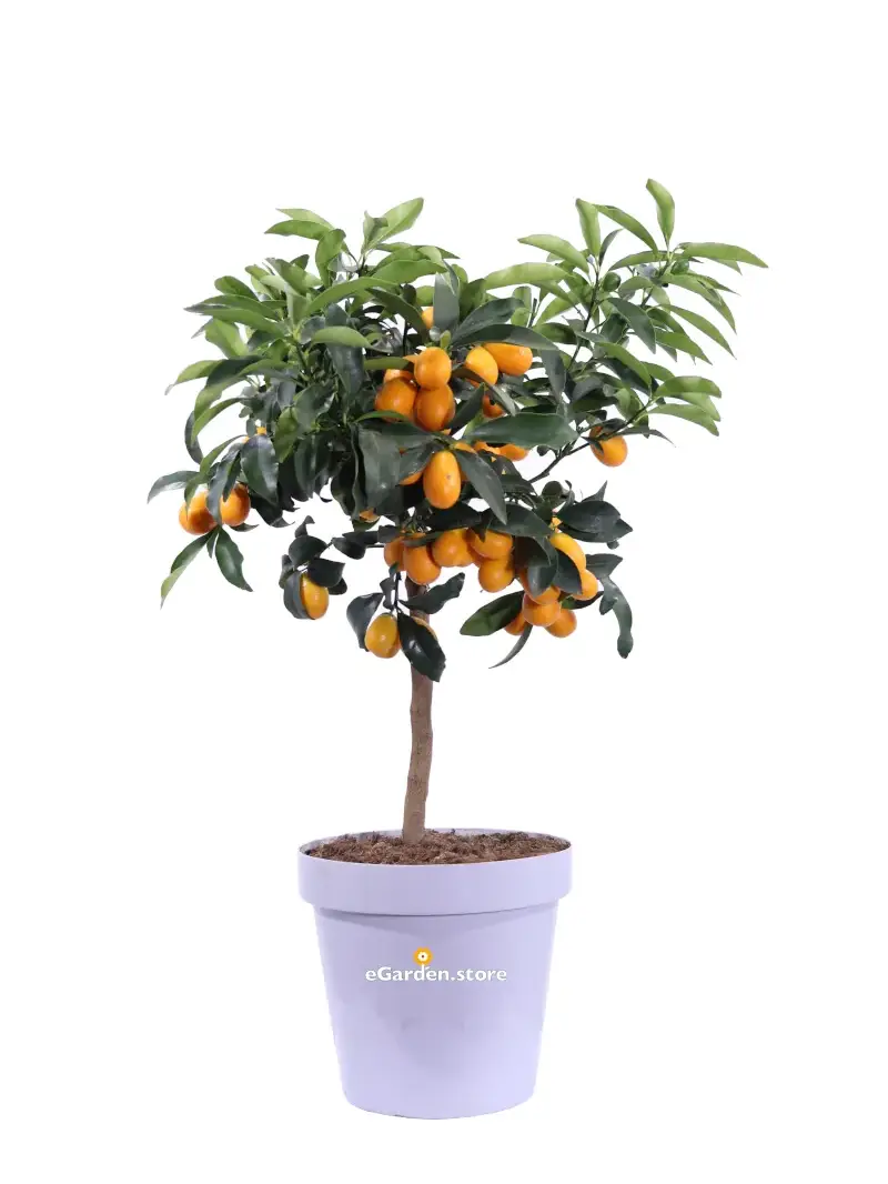 Kumquat Nano v20 egarden.store online