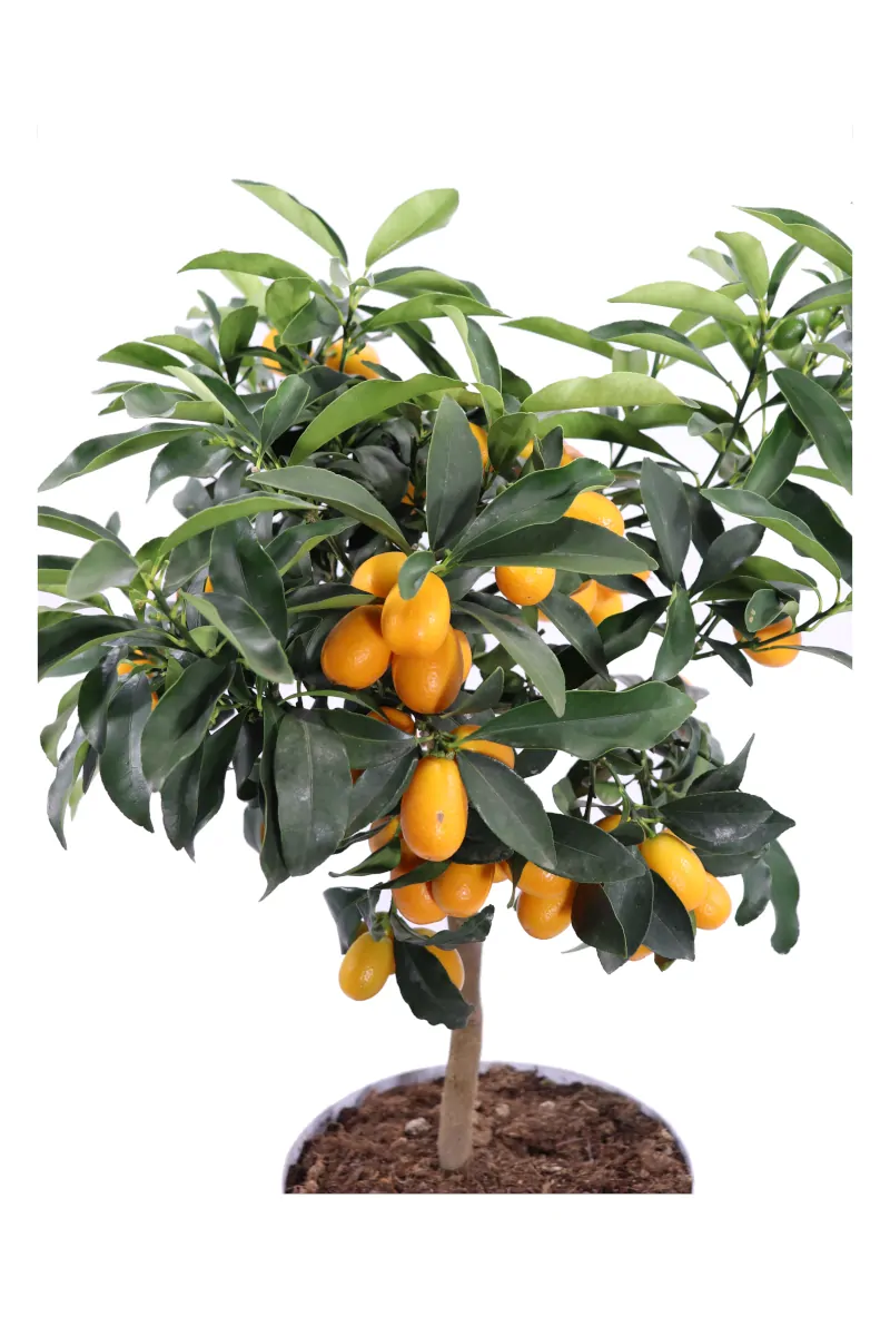 Kumquat Nano - Mandarino Cinese - Vivaio Online eGarden
