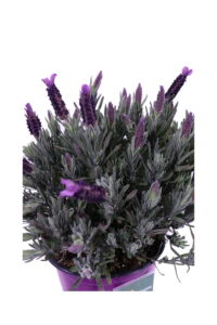 Lavanda Stoechas v14 egarden.store 4 Lavanda Stoechas v14 egarden.store online