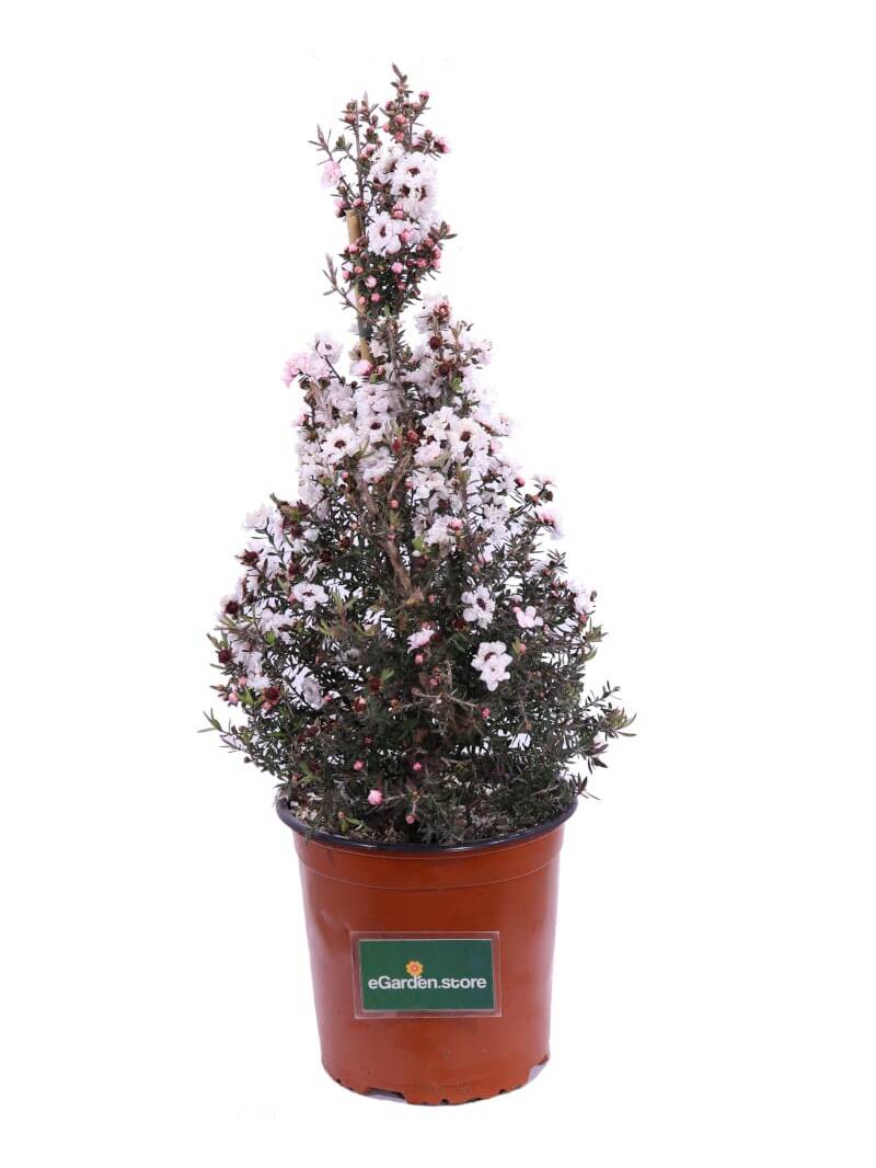 Leptospermum Scoparium Bianco v17 egarden.store online