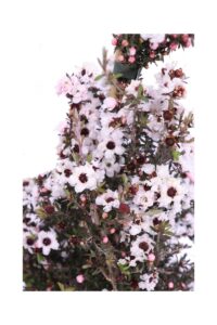 Leptospermum Scoparium Bianco v17 egarden.store online