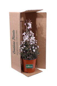 Leptospermum Scoparium Bianco - Manuka