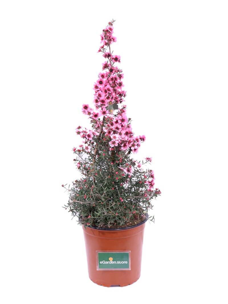 Leptospermum Scoparium Rosa v16 egarden.store online