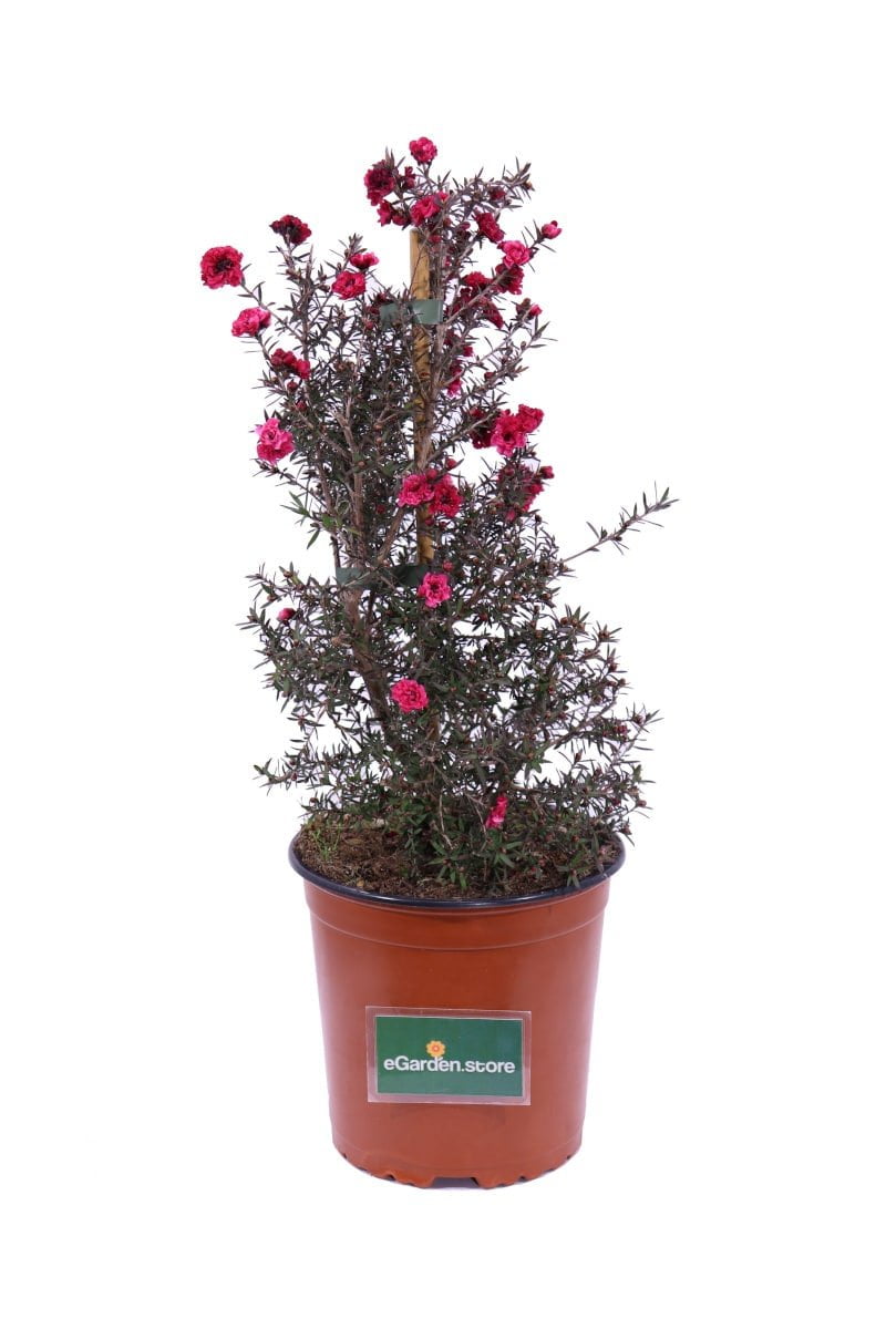 Leptospermum Scoparium Rosso v16 egarden.store online