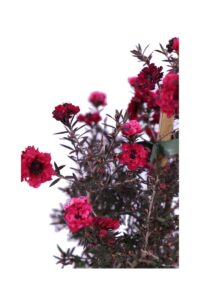 Leptospermum Scoparium Rosso v16 egarden.store online