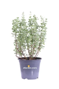 Maggiorana - Origanum Majorana v14 egarden.store online
