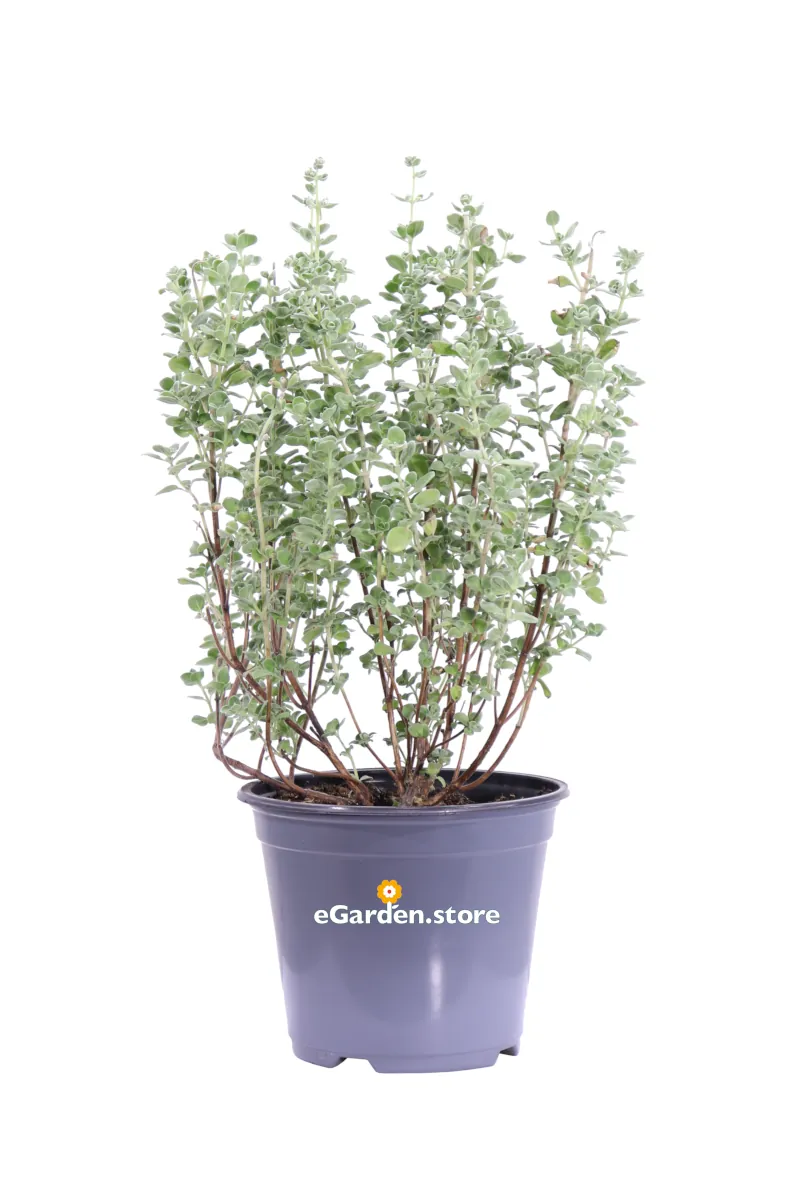 Maggiorana - Origanum Majorana v14 egarden.store online