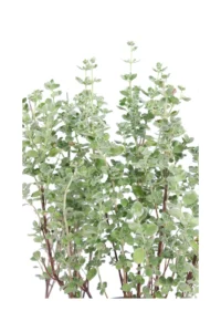 Maggiorana - Origanum Majorana v14 egarden.store online