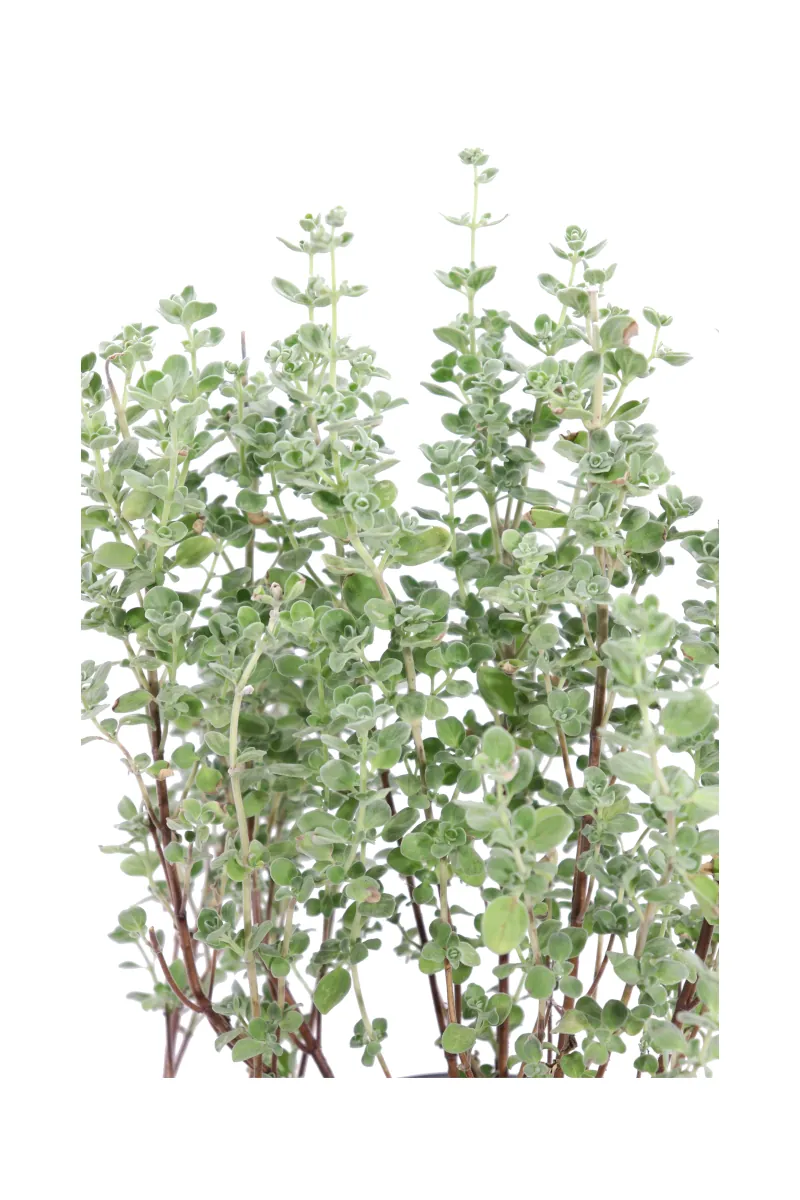 Maggiorana - Origanum Majorana v14 egarden.store online