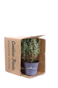 Maggiorana - Origanum Majorana v14 egarden.store online