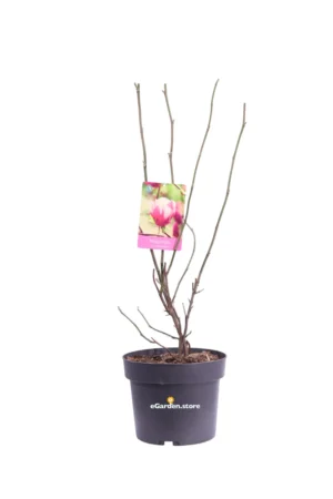 Magnolia X Soulangeana Rosa v21 egarden.store online