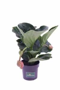 Medinilla Magnifica v17 egarden.store 1 Medinilla Magnifica v17 egarden.store online