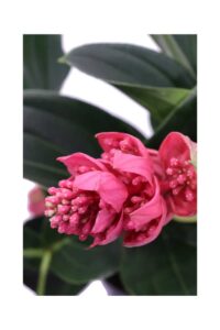 Medinilla Magnifica v17 egarden.store 4 Medinilla Magnifica v17 egarden.store online