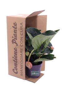 Medinilla Magnifica v17 egarden.store 5 Medinilla Magnifica v17 egarden.store online