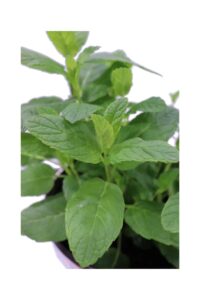 Menta Comune v14 egarden.store 2