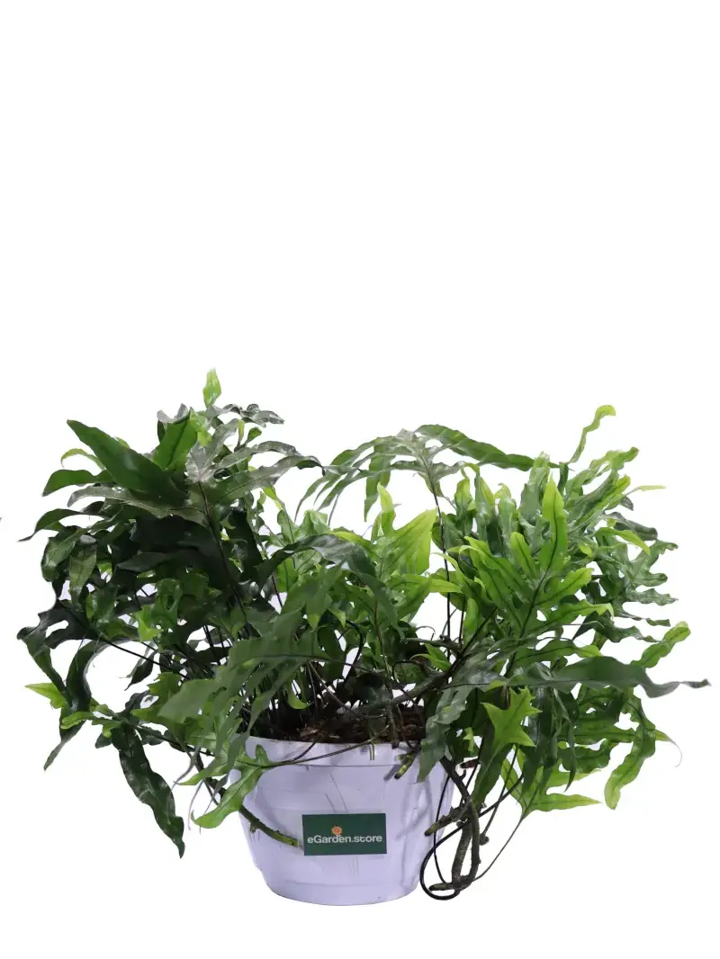 Microsorum Diversifolium v16 egarden.store online