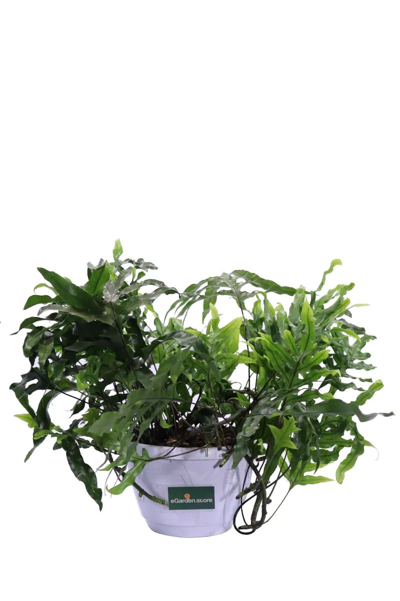 Felce Australiana - Microsorum Diversifolium - Vivaio eGarden