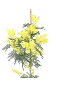 Mimosa - Acacia Dealbata v18 egarden.store online