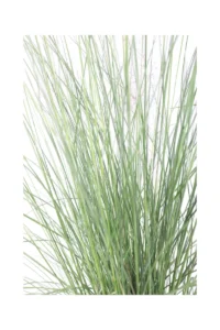 Muhlenbergia Capillaris v17 egarden.store online