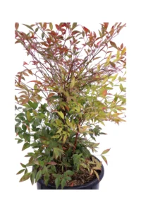 Nandina Domestica v24 egarden.store online
