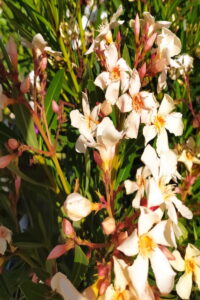 Oleandro Nerium Oleander Isola Di Capri egarden.store 4 Oleandro Nerium Oleander Isola Di Capri online