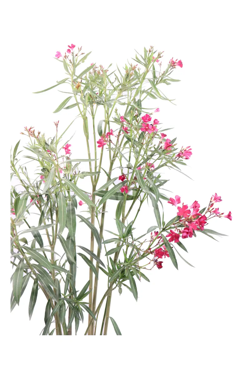 Oleandro - Nerium Oleander Jannoch