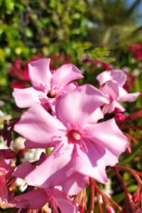 Oleandro Nerium Oleander Magaly online