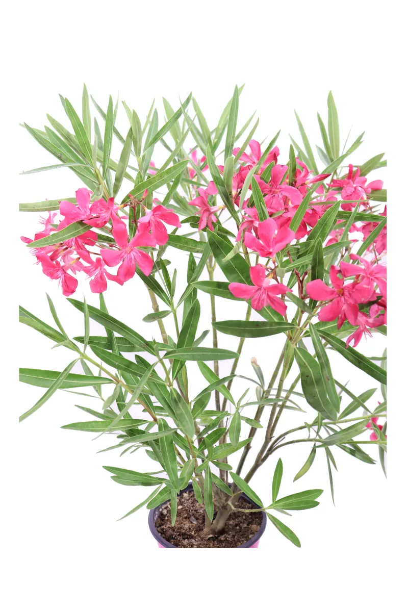 Oleandro - Nerium Oleander Magaly v17 egarden.store online