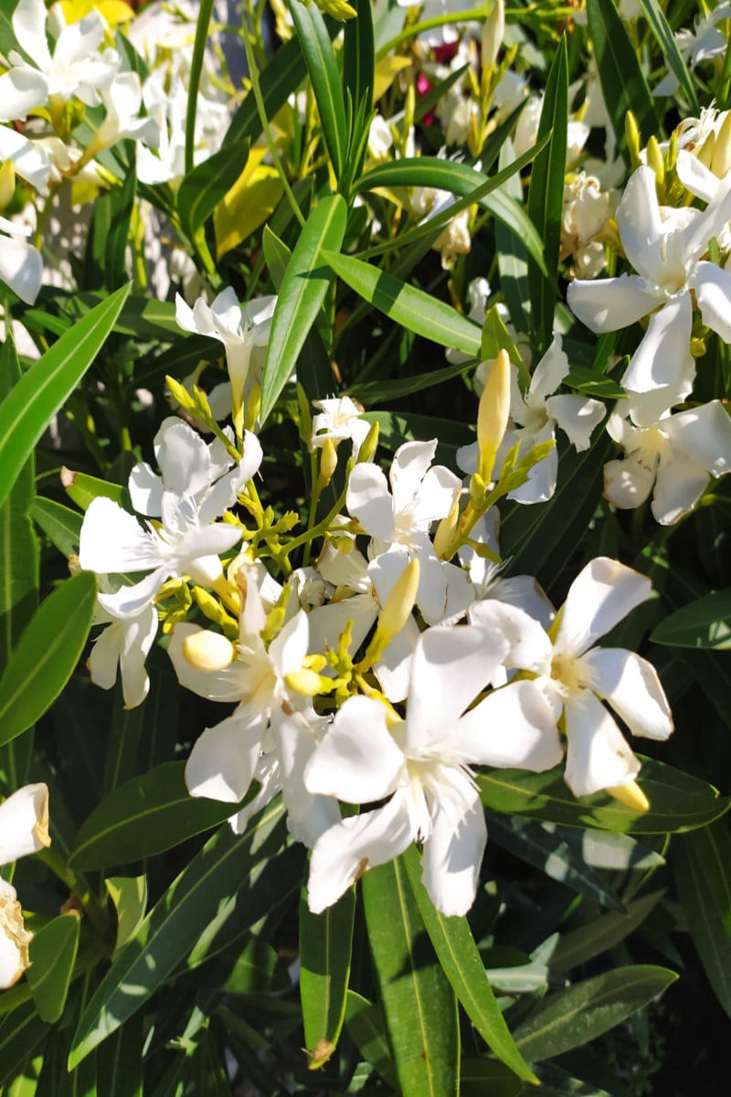 Oleandro - Nerium Oleander Soeur Agnes
