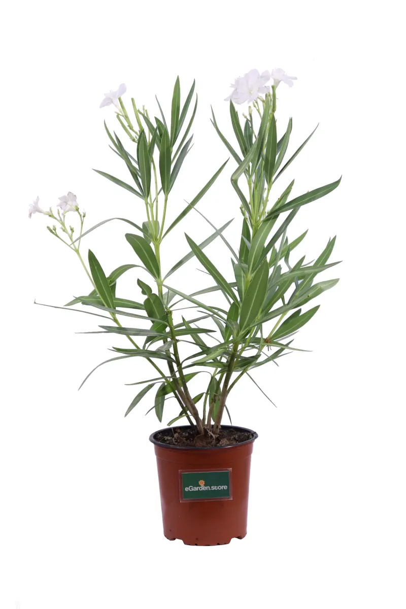Oleandro - Nerium Oleander Soeur Agnes - Vivaio Online eGarden