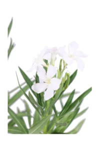 Oleandro - Nerium Oleander Soeur Agnes v17 egarden.store online
