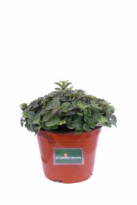 Origano Strisciante v14 egarden.store online