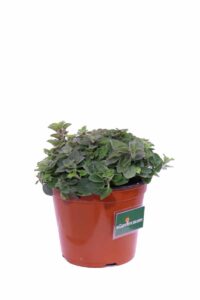 Origano Strisciante v14 egarden.store online