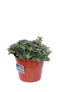 Origano Strisciante v14 egarden.store online