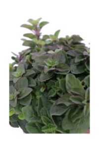 Origano Strisciante v14 egarden.store online