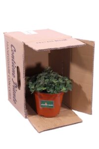 Origano Strisciante v14 egarden.store online