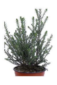 Ozothamnus Rosmarinifolius v16 egarden.store online