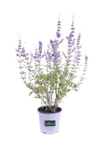 Perovskia Atriplicifolia v16 egarden.store online