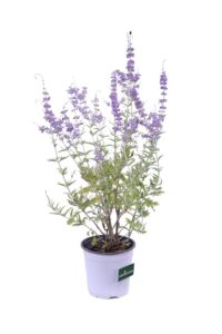 Perovskia Atriplicifolia v16 egarden.store online